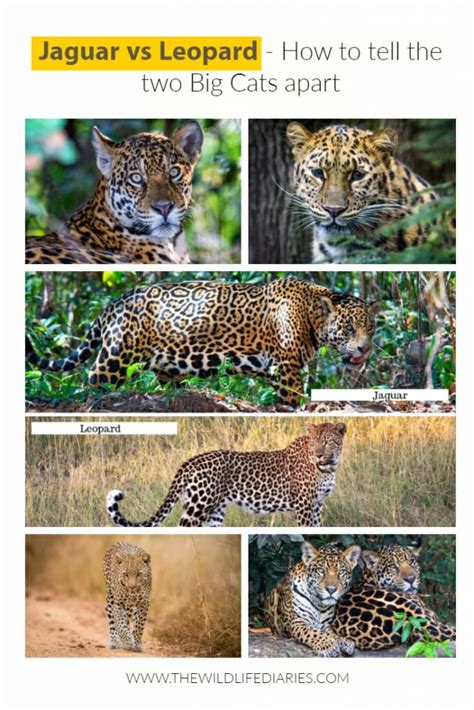 Jaguar Vs Leopard How To Tell Them Apart The Wildlife Diaries