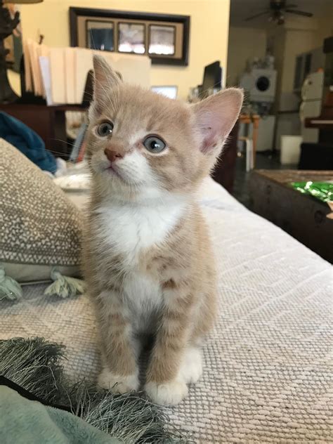 Kittens for adoption