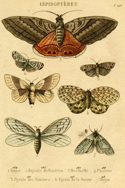 Antique Natural History Print Moth Nature Study Wall Art Botanical Home