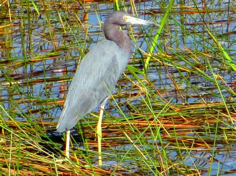 Cannundrums Little Blue Heron