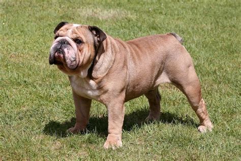 This is not the easiest and cheapest dog to breed, and a lot of time, energy, and money should go into successful breeding, so if you are looking for a strong dog, we do. English Bulldog Price Tips - What's The True Cost of An ...