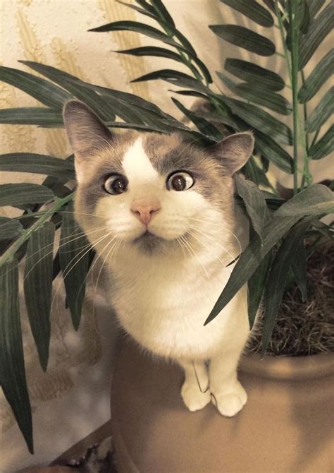 20 Cute Googly Eyes Cat Prove You Dont Have To Be Cute To