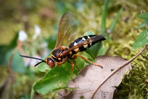 Cicada Killer Wasps Pestop