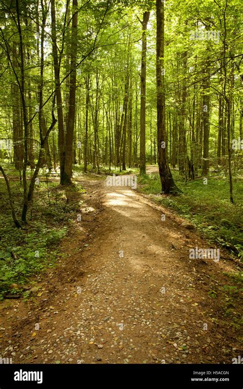 Winding Pathway In Green Forest Way Among Trees Stock Photo Alamy