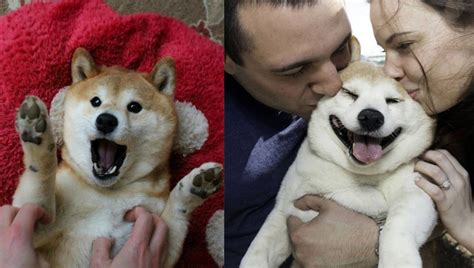 9 Signs That Shiba Dog Is Your Soulmate Sonderlives