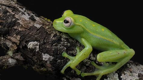 Animais Que So Existem No Brasil