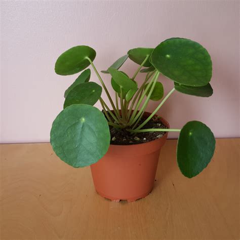 Custom pancake holster for the ruger sp 101 and similar 4 inch 5 shot revolvers. Pilea Pancake plant | InteriorPlants.ca