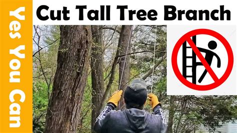 How To Cut Tall Tree Branch Without A Ladder Using A Cheap Rope Saw