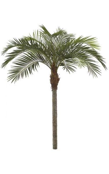 Check spelling or type a new query. Earthflora > Coconut Palms > 11' Artificial Coconut Palm ...
