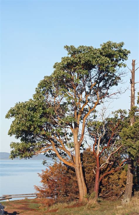 Pacific Madrone Medium Tree Seedling In 2021 California Native
