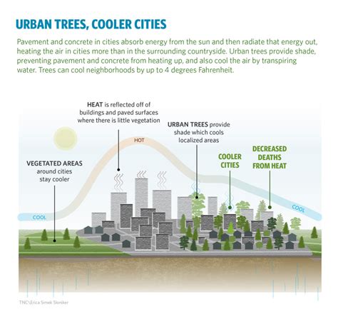 Why Plant Trees In Cities Because They Protect Our Most Vulnerable