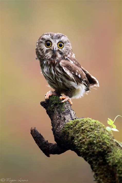64 Best Owls Images On Pinterest Owls Tawny Owl And Owl