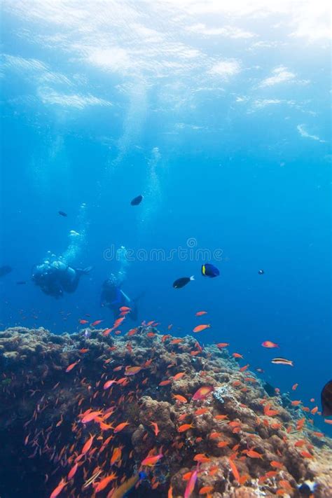 115 School Fish Near Coral Reef Maldives Stock Photos Free And Royalty