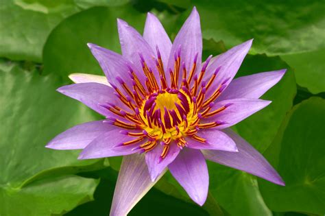 Then i tried again by using malay expressions which she did understand but. Water Lily Genome Sheds Light on Early Evolution of ...