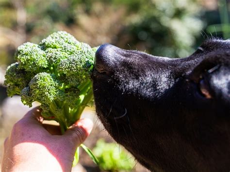 Can Dogs Eat Broccoli Canine Hq