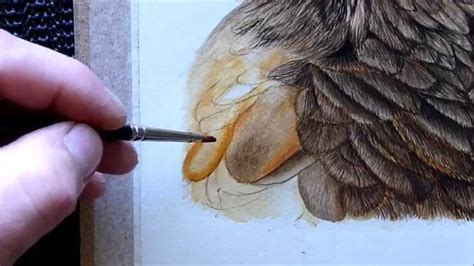 Harris Hawk Bird Watercolour Painting Tutorial How To Paint A Feather
