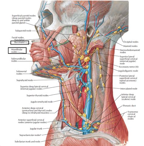 Head And Neck Anatomy Lymphatic Drainage Of Head And Neck