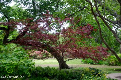 Japan is a country in east asia with a population of over 126 million people, which makes it the tenth largest country by population in. Japanese Maple (With images) | Japanese maple, Japanese, Tree