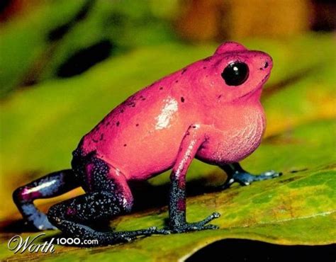 Poison In Pink Poison Frog Poison Dart Frogs Dart Frog