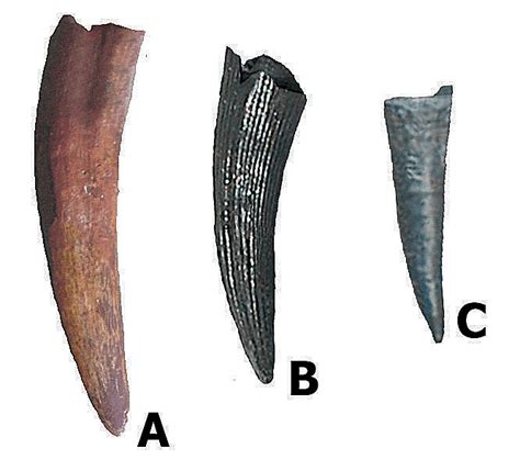 How To Identify A Pterosaur Tooth Deposits