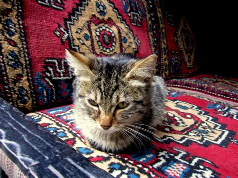 stray cats in istanbul adventurous kate adventurous kate