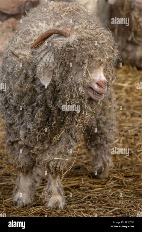 Angora Goat Reared For The Production Of Mohair Fibre Somerset Stock