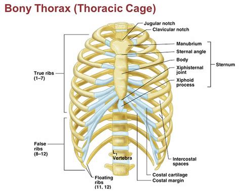 Don't just draw a generic rib cage shape in there. Rib fracture causes, symptoms, diagnosis, healing time & treatment