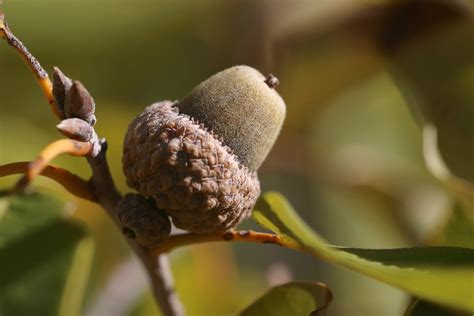 Acorn D Acorn On A Post Oak Quercus Stellata This Flickr