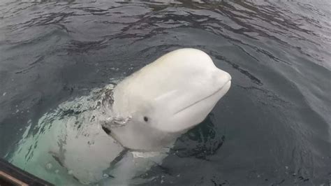 Beluga Whale Wearing Harness May Have Been Trained By Russian Navy