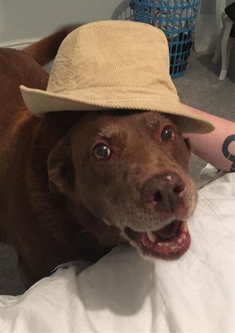 Dog With Cowboy Hat Meme Apsgeyser 665
