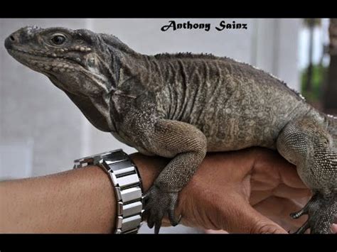 The longest of the iguanas is the green iguana. Tame Female Rhino Iguana - YouTube