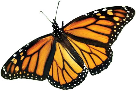 Monarch Butterfly Png Picture Png Arts