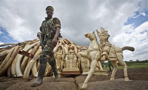 Kenya Burns Huge Pile Of Ivory Tusks To Protest Poaching Wjar