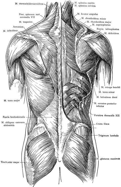 Posterior View Of The Muscles Of The Trunk ClipArt ETC