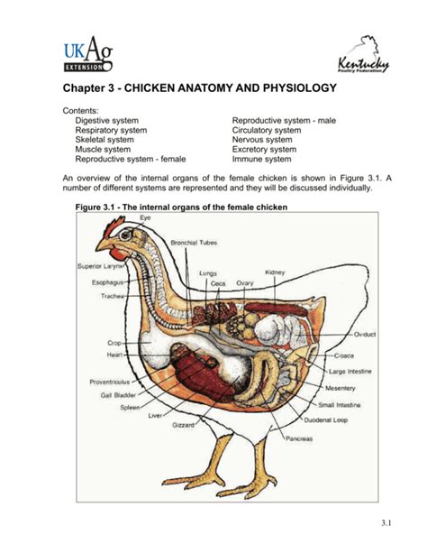 Chapter 3 Chicken Anatomy And Physiology