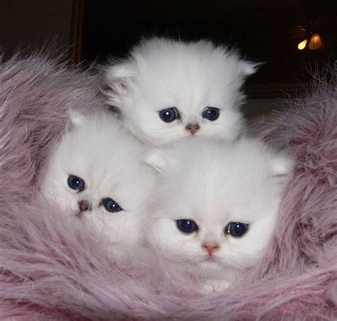 Blue Eyed Baby Kittens ~ Cats Nation