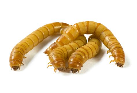 Mealworms Pangea Reptile Llc
