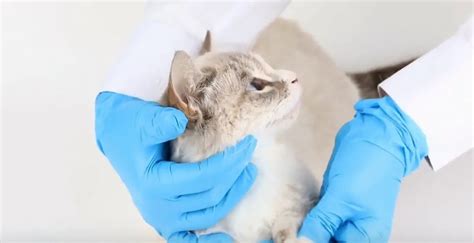 De Meest Voorkomende Ziekten Bij Katten Roedorium