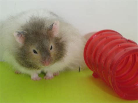 We offer competitive pricing and discounts for pet stores in addition to specials and new product offerings throughout the month. My hamster Alex! (Long Haired Syrian) | Hamster, Cute ...