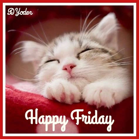 Happy Friday Kitten