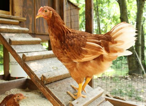 We are backyard chicken coops, a team of chicken experts who want to give all of australia the best experience of owning chooks. 10 Free coop designs for keeping backyard chickens in style