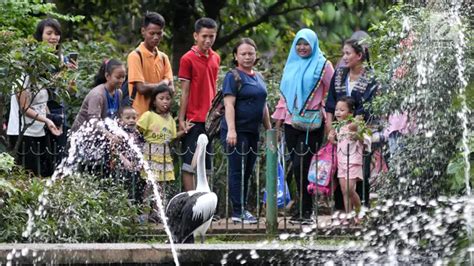 Membandingkan Ragunan Dan Kebun Binatang Singapura News Liputan