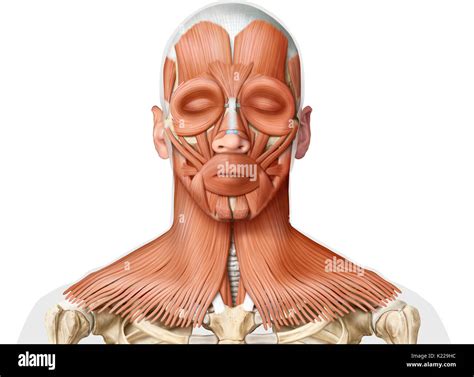 Human Anatomy Of Neck Hi Res Stock Photography And Images Alamy