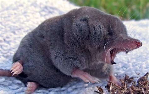 Mole Animal All About The Tiny Burrowing Mammal