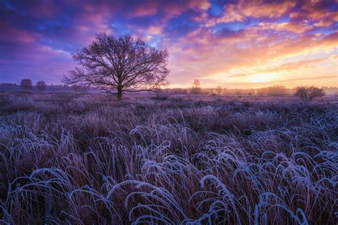 Download Sunset Tree Field Frost Nature Winter Hd Wallpaper