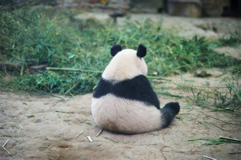 Sad Panda Stock Photo Download Image Now Panda Animal Sadness