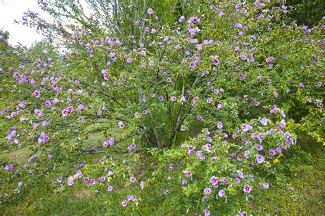 Rose Of Sharon Plant Care And Growing Guide Rose Of Sharon Bush Rose
