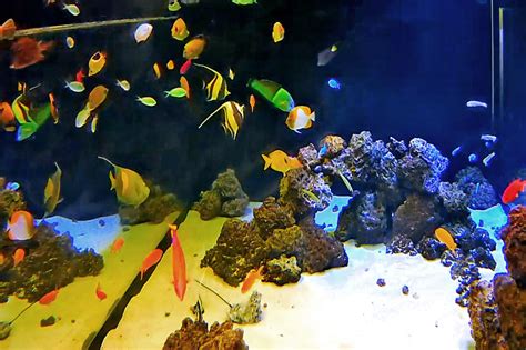 Live Aquarium Webcams Fish And Marine Life Exhibits Around The World