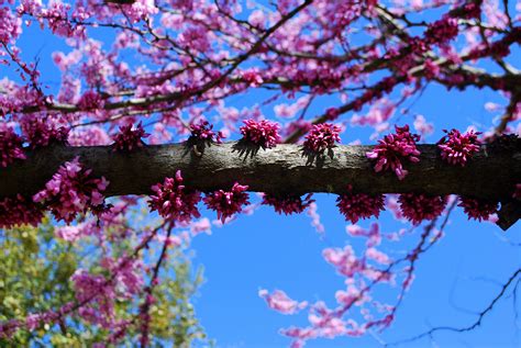 Perfect Purple Trees Purple Spring Blossom