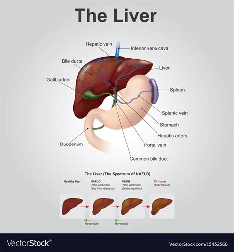 Savesave liver pathophysiology and schematic diagram for later. The liver anatomy human body Royalty Free Vector Image